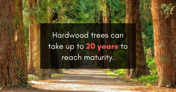 5 Genius Ways You Can Use Wall Planks - Wallplanks